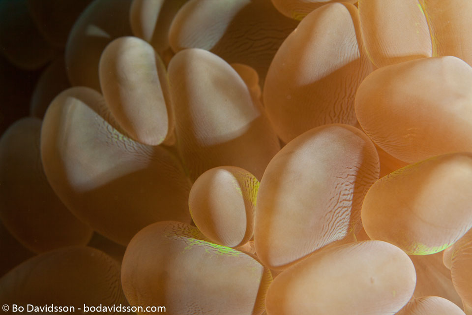 BD-140322-Panglao-3084-Plerogyra-sinuosa-(Dana.-1846)-[Rounded-bubblegum-coral].jpg